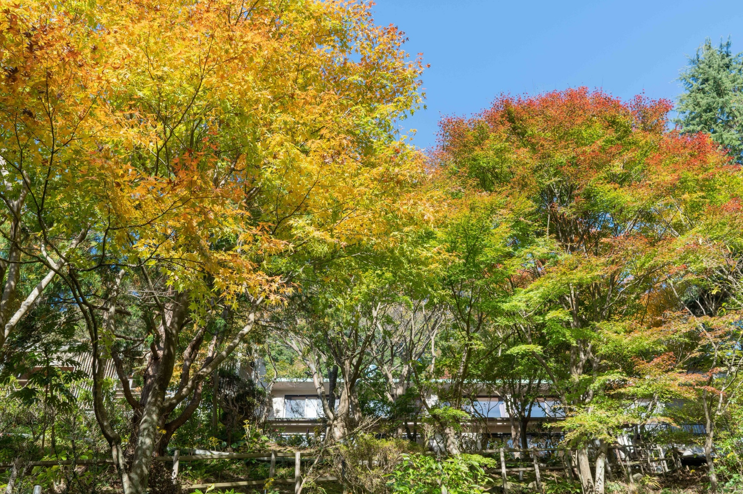 自然豊かな景色　もみじ谷